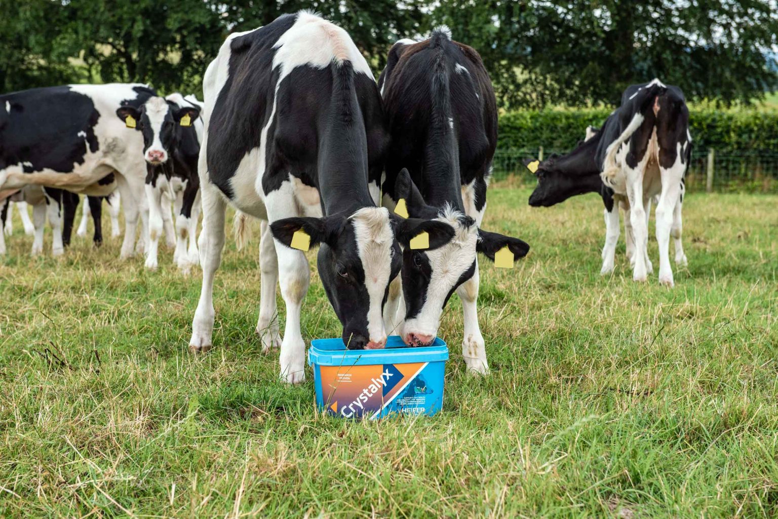 New Lifelong Approach To Dairy Efficiency